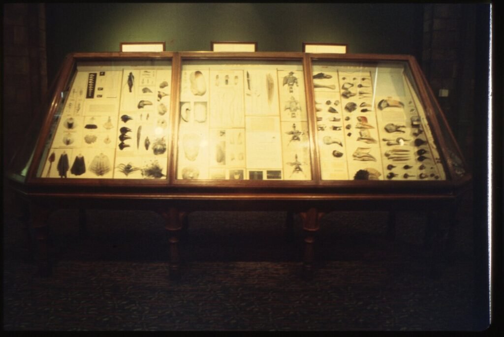 Preserved Parrot Frances Teresa vs. Modern Taxidermy: How Preservation Changed Over 350 Years